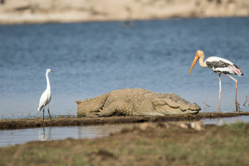Amritara Jawai Sagar: Krokodil, Reiher und Storch