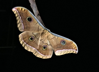 Bamboo Forest Safari Lodge: Indian Silkworm Moth