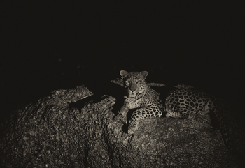 Bera Safari Lodge: Leopard in der Dunkelheit