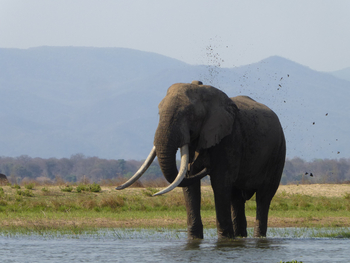 Camp Mana: Elefant im Wasser