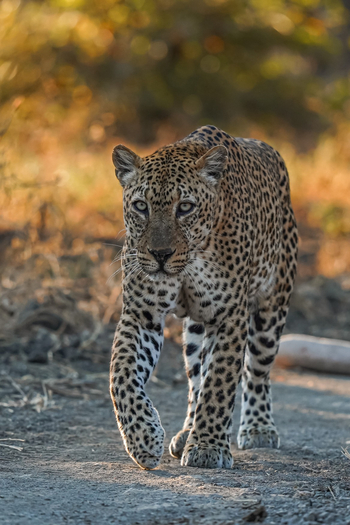 Chikunto Safari Lodge Chikunto Safari Lodge: Leopard in Bewegung