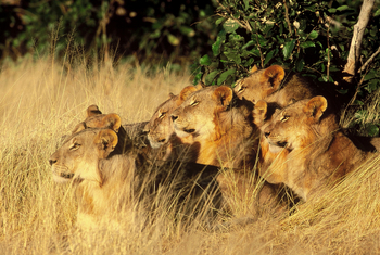 Chobe Game Lodge: Löwenrudel