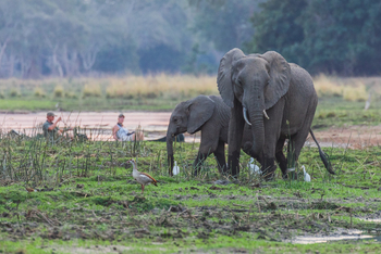 Classic Zambia Safaris Classic Zambia Safaris: Kanu-Safari