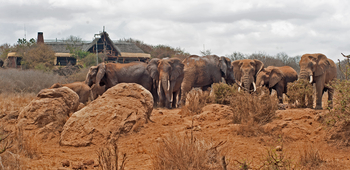 Elerai Camp: Elefantengruppe vor Camp