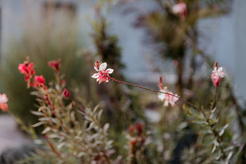 Fancy Fritz B&B: Blumen