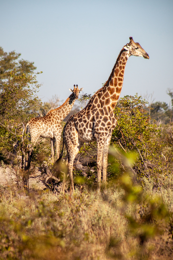 Gomoti Plains Camp: Tiere und Landschaft