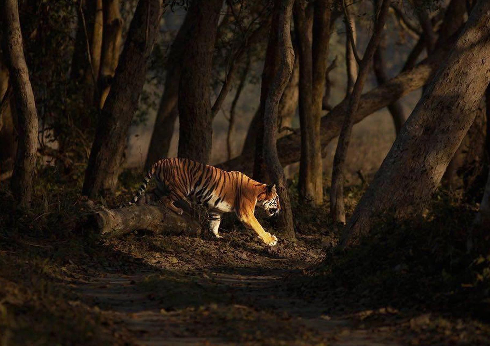 Jaagir Manor Jaagir Manor: Tiger auf Pirsch