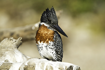 Ichingo Chobe River Lodge: Giant Kingfisher