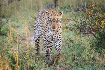 Ichingo Chobe River Lodge: River Safari