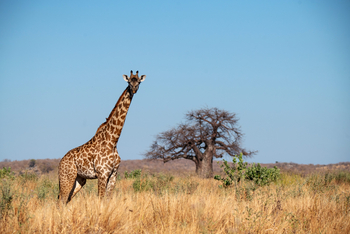 Ikuka Safari Camp: Giraffe