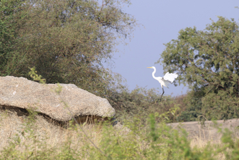 Jawai: Great White Egret