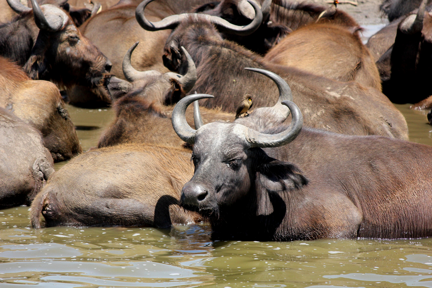 Kasenyi Safari Camp