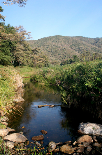 Kitich Forest Camp: Bach