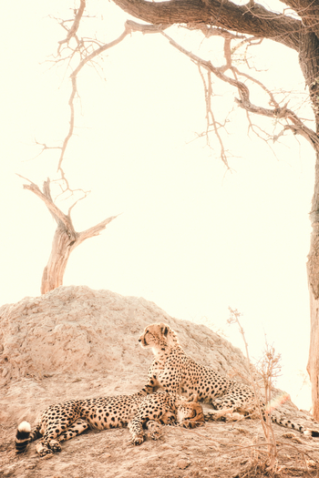 Lagoon Camp Lagoon Camp: Zwei Geparden