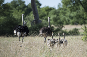 Linkwasha Camp Linkwasha Camp: Straußenfamilie