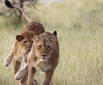 Little Chem Chem: Löwenjagd