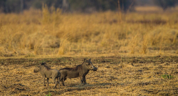 Luambe Camp: Warzenschweine