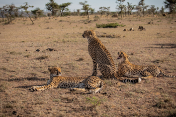 Mahali Mzuri: Gepardengruppe