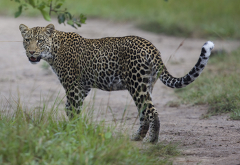 Mihingo Lodge: Leopard im Gelände