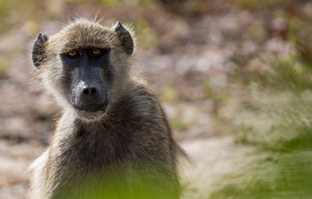 Mpala Jena Camp: Paviangesicht