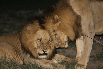 Mukambi Fig Tree Bush Camp: Löwenbrüder