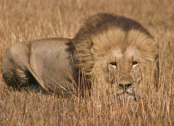 Mukambi Safari Lodge: Löwenmähne
