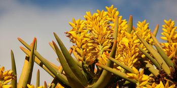 Namtib Desert Lodge: Blüten des Köcherbaums