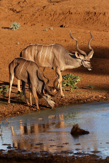 Old Traders Lodge: Kudus an der Tränke