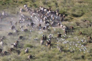 Richard's River Camp: Büffel und Kuhreiher
