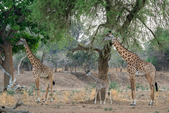 Robin Pope Safaris Robin Pope Safaris: Giraffen mit Kalb