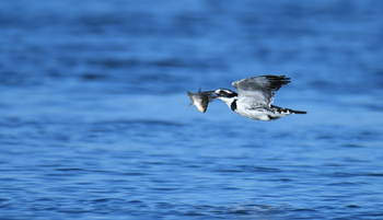 Royal Zambezi Lodge: Kingfisher