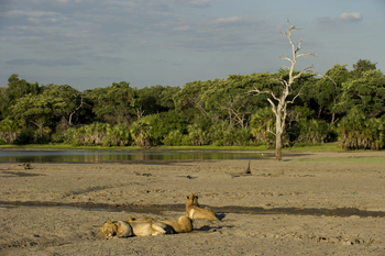 Sand Rivers Nyerere: Löwen