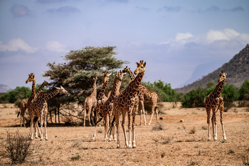 Sasaab: Netzgiraffen