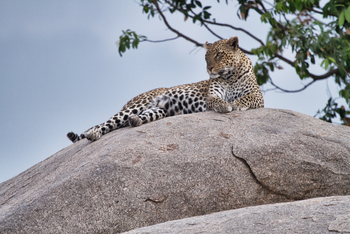 Serian Serengeti Lamai: Leopardin