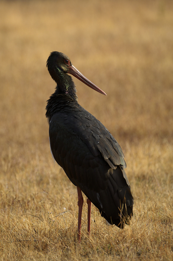 Shergarh Tented Camp: Schwarzstorch