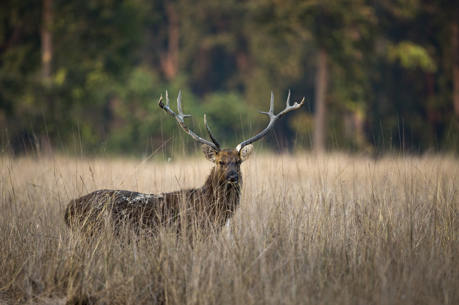 Singinawa Jungle Lodge Singinawa Jungle Lodge: Barasinga