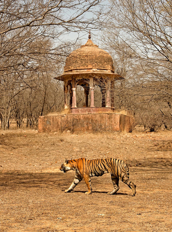 Sujan Sher Bagh: Tiger vor Tempel