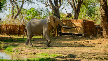 Tafika Camp: Junger Elefant