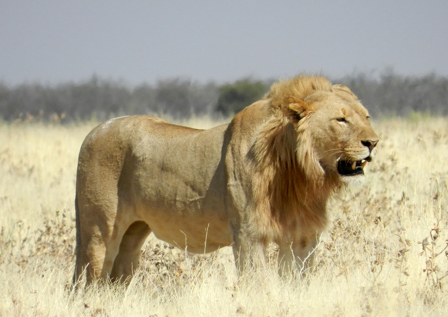 Taleni Etosha Village