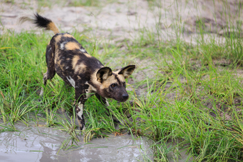 Vumbura Plains Camp: Wildhund