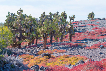 andBeyond Galapagos Explorer: Skulpturale Baumkakteen und roter Bodendecker