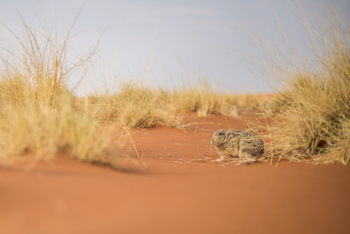 andBeyond Sossusvlei Desert Lodge: Cape Hare