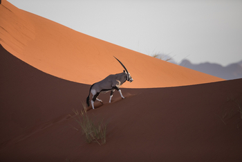 andBeyond Sossusvlei Desert Lodge: Oryx am Dünenkamm