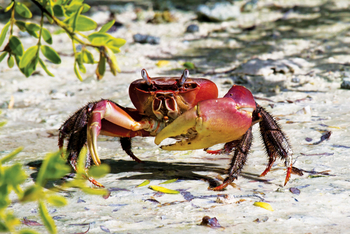 Astove Coral House: .Krabbe