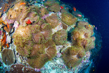 Astove Coral House: Seeanemonengarten