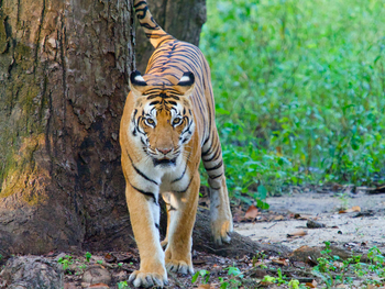 Bagh Villas: Tiger markiert sein Gebiet