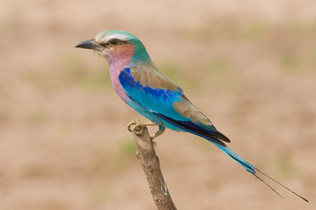 Bushcamp Company: Gabelracke