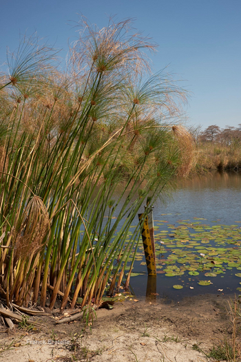 Camp Kwando: Landschaft und Tiere