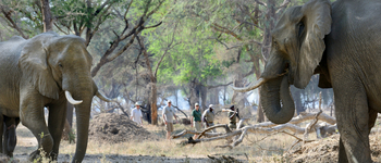 Old Mondoro Camp: Walking Safari