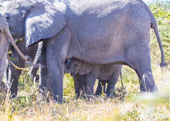 Cottar's 1920s Safari Camp: Baby Elephant